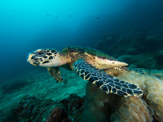 Naklejka na ściany i meble Hawksbill turtle leaving a bubble coral on a coral reef