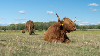 Highland Cattle live stock during summer in Sweden outside of Stockholm Sweden