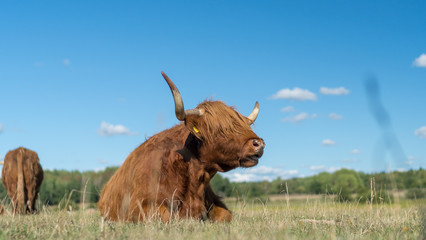 Highland Cattle live stock during summer in Sweden outside of Stockholm Sweden