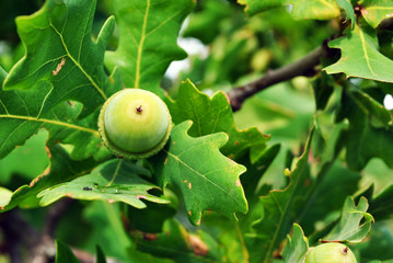 Common Oak (Quercus) green leaves and acorn on tree, cloudy sky background