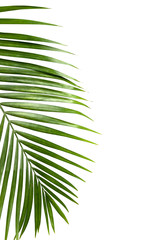 Green leaf of palm tree isolated on white background