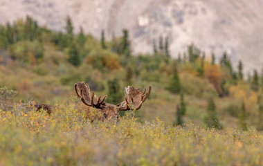 Alaska-Yukon Bull Moose in Velvet