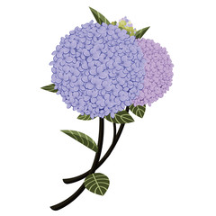 Elegant purple hydrangea flower