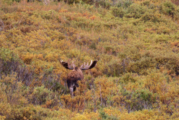 Alaska-Yukon Bull Moose in Velvet