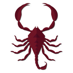 Nature Insect scorpion