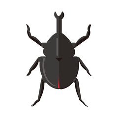 Nature Insect beetles