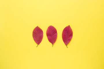 Three autumn red leaves on a bright yellow background. Abstract concept of autumn