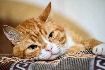 sad red cat resting on the couch