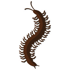 Nature Insect centipede