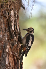 PÁJARO CARPINTERO