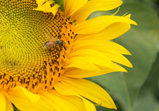 Busy Bee