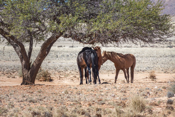 Wüstenpferde in Namibia