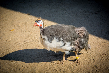 The Turkey walks on the sand at the zoo
