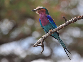 lilac-breasted roller