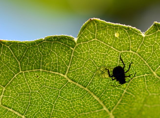 Wanze auf einem Blatt