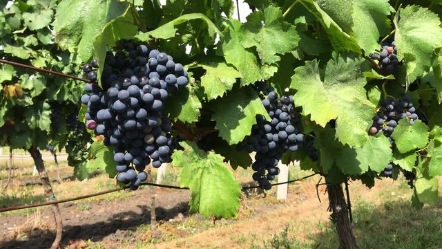 Growing handsome vine trunk with bunches of ripe dark purple vine grape berries with bloom and some multicolored berries and green leaves in vineyard farm on sunny day