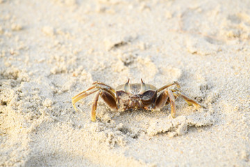 A crab that walks on the beach, the seafront, the morning  