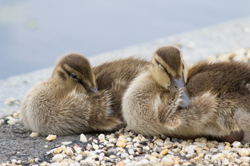 Two Adolescent ducks rest along the water
