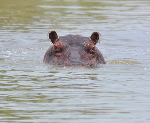 Hippopotamus