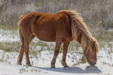 Eating wild pony from Assateague Island, part of the US National Park Service