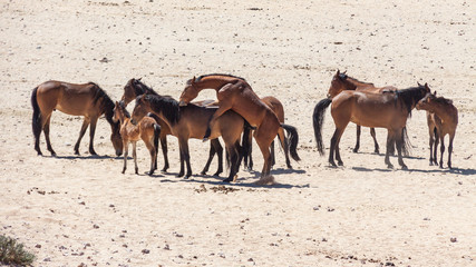 Wüstenpferde in Namibia