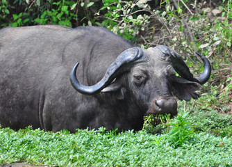 Water Buffalo