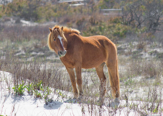 Sunning wild pony from Assateague Island, part of the US National Park Service
