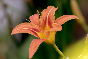  beautiful orange lily flower in the garden.