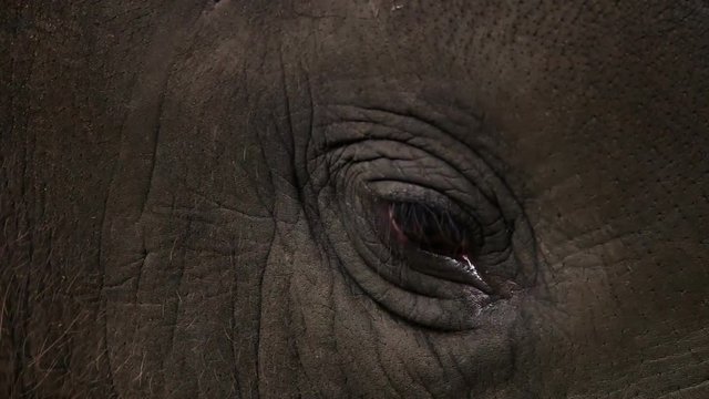 Eye of Baby Asian Elephant (Elephas maximus). Close Up View