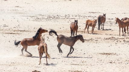Wüstenpferde in Namibia