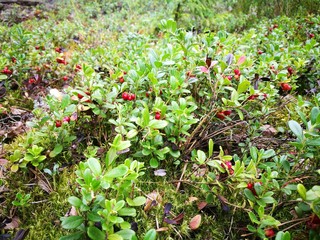 Field of ripe wild cowberry \ lingonberry \ foxberry