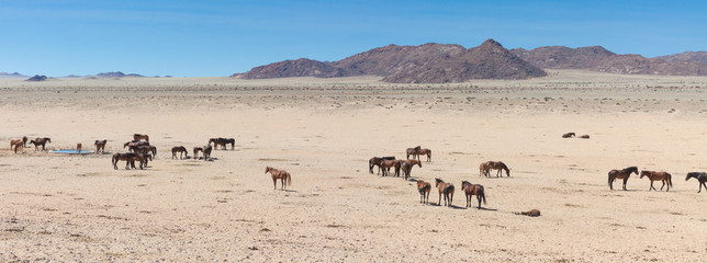 Fototapeta na wymiar Wüstenpferde in Namibia