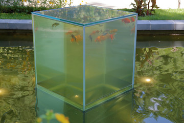 An unusual aquarium in the form of a cube stands on the surface of the pond water
