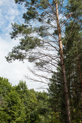 Beautiful view of the sky in a forest