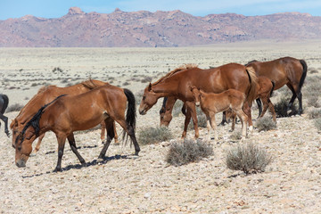 Wüstenpferde in Namibia