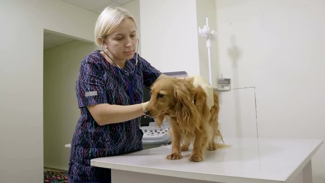 The vet examining the dachshund dog using stethoscope in the veterinary clinic. 4K
