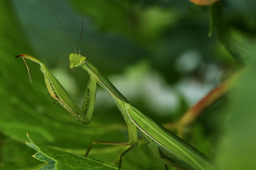 green mantis macro