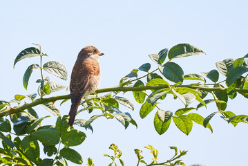 Red-backed shrike (Lanius collurio) sitting on a branch