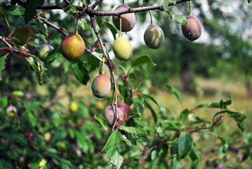 Green unripe plums on the branch with leaves, soft blurry green background