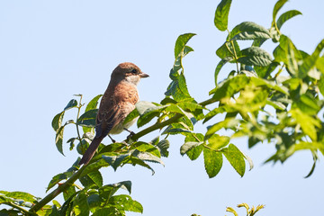 Red-backed shrike (Lanius collurio) sitting on a branch