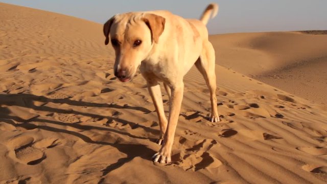 Sand dog. Dog in Great Indian desert Thar on crest of barchan dune, row of sand dunes. Pay attention, dog has sand colour, paws are adapted for running on sand, ears closed
