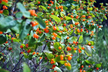 Bush of wild honeysuckle with ripe berries, soft bokeh background