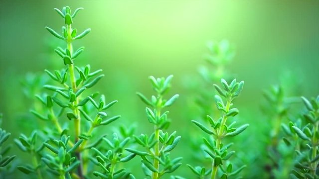 Thyme growing in a garden. Organic aromatic herbs. Seasoning, cooking ingredients. Slow motion. 3840X2160 4K UHD video footage