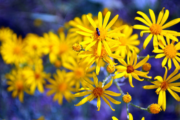 Yellow flowers of Senecio vernal (eastern groundsel) with little black bug on it, on soft blurry blue bokeh background