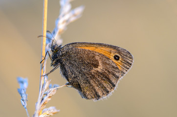 A shaggy butterfly with brown wings