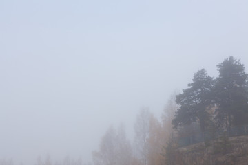Fototapeta na wymiar Pine treetops and sky at foggy day nature scene