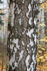 Close-up old birch tree trunk in autumn forest