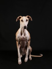 beautiful galgo is sitting in the dark studio