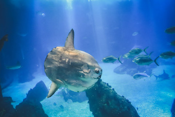 sunfish (moonfish) swimms in blue ocean water