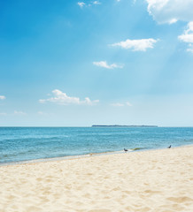 Fototapeta premium sand beach with seagull and sea with island on horizon under blue sky with clouds